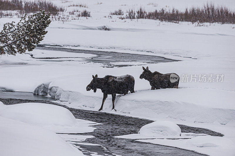 在怀俄明州黄石国家公园的冬雪中，驼鹿，Alces Alces。在深雪中行走。
